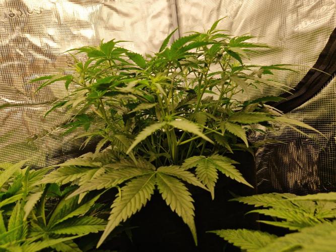 Girl Scout Cookies Auto. Week 6