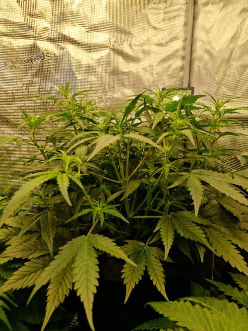 Girl Scout Cookies Auto. Week 6