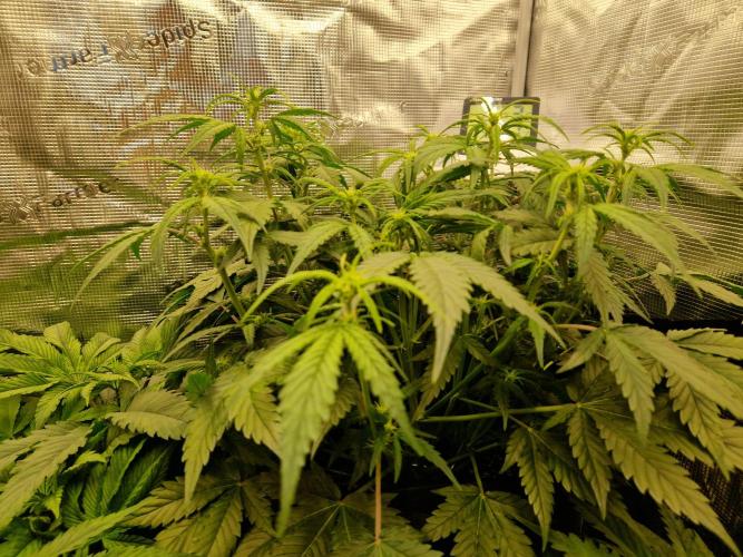 Girl Scout Cookies Auto. Week 6