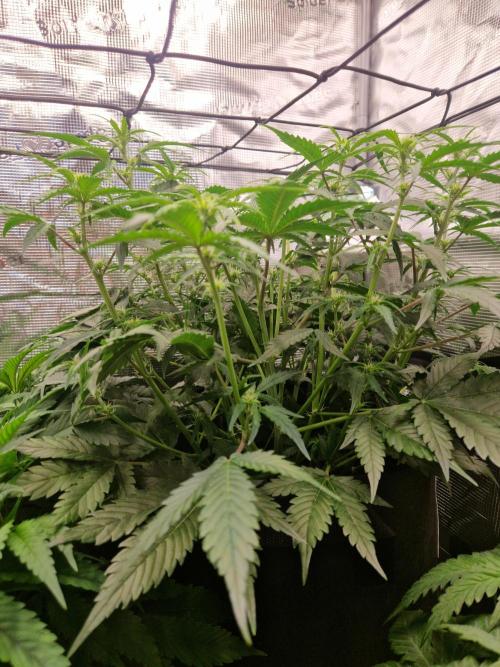 Girl Scout Cookies Auto. Week 6