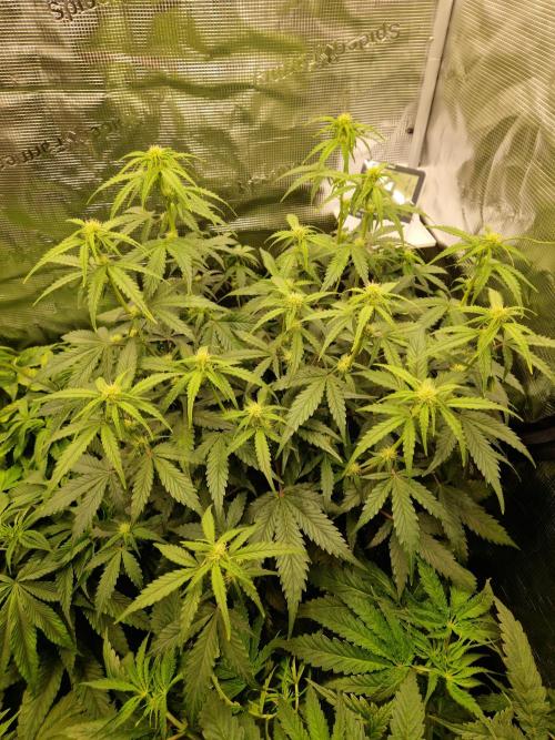 Girl Scout Cookies Auto. Week 7