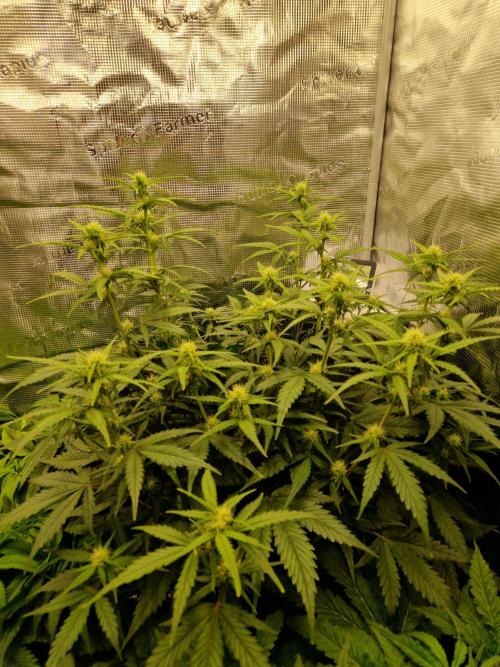 Girl Scout Cookies Auto. Week 7