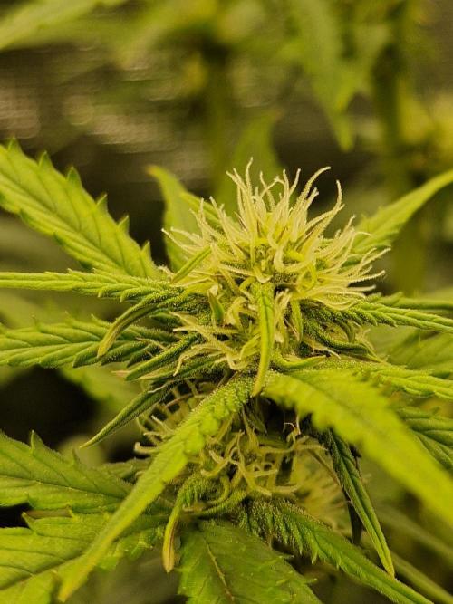Girl Scout Cookies Auto. Week 7