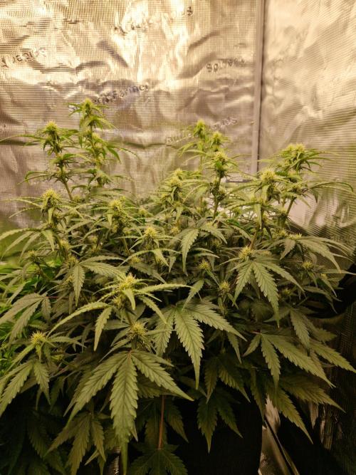 Girl Scout Cookies Auto. Week 7