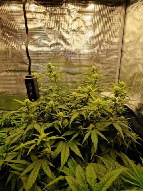 Girl Scout Cookies Auto. Week 7