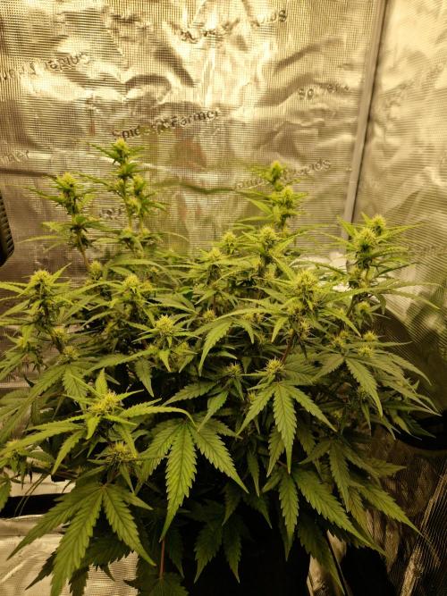 Girl Scout Cookies Auto. Week 7