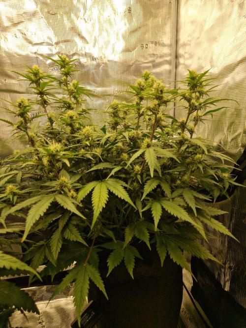 Girl Scout Cookies Auto. Week 7