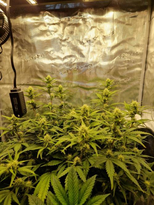Girl Scout Cookies Auto. Week 7