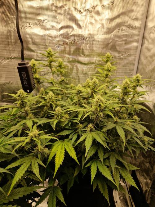 Girl Scout Cookies Auto. Week 8