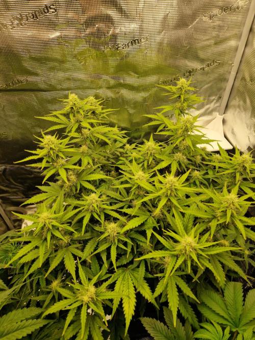 Girl Scout Cookies Auto. Week 8