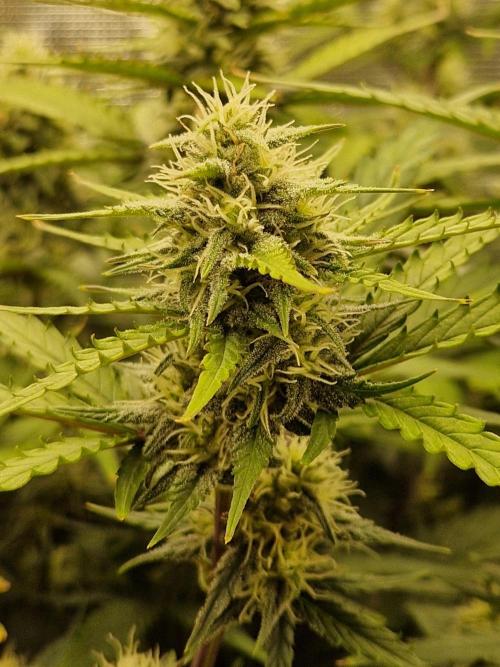 Girl Scout Cookies Auto. Week 8