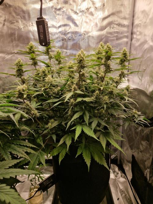 Girl Scout Cookies Auto. Week 8