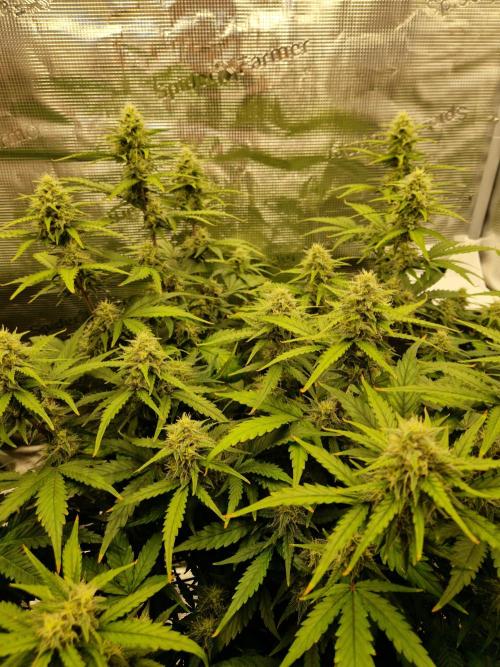 Girl Scout Cookies Auto. Week 8