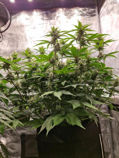 Girl Scout Cookies Auto. Week 8