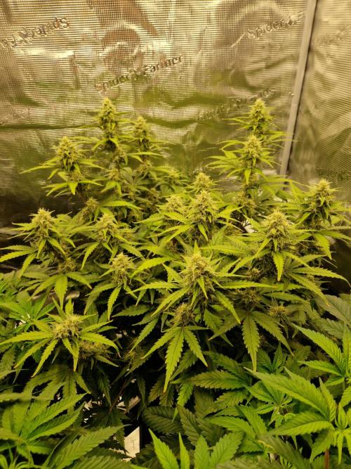 Girl Scout Cookies Auto. Week 8