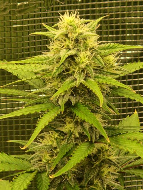 Girl Scout Cookies Auto. Week 8