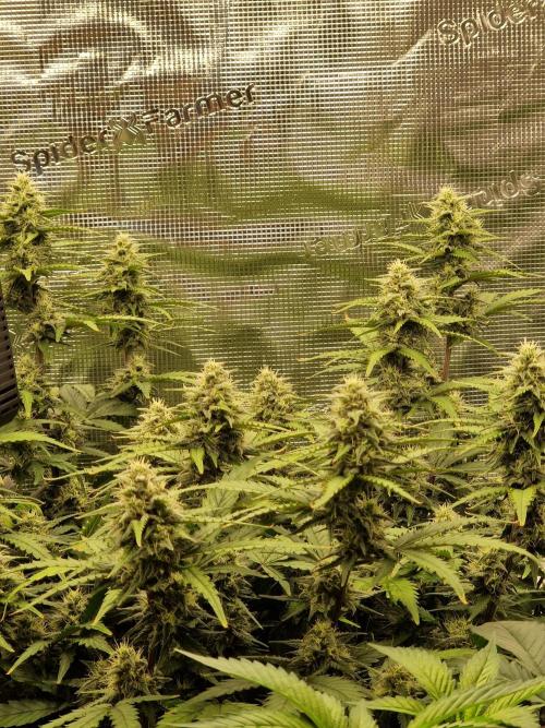Girl Scout Cookies Auto. Week 8