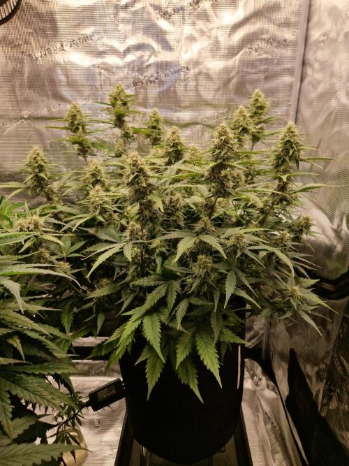 Girl Scout Cookies Auto. Week 9
