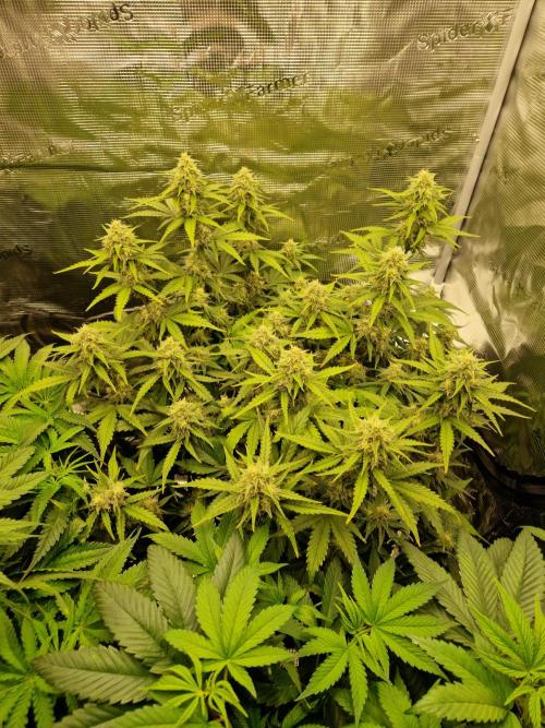 Girl Scout Cookies Auto. Week 9