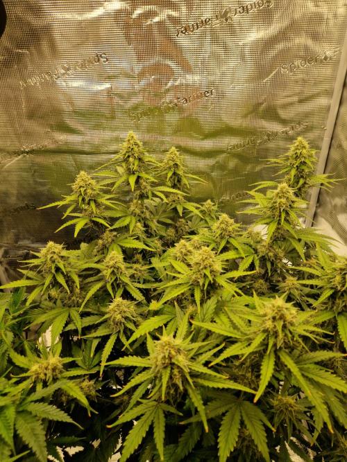Girl Scout Cookies Auto. Week 9