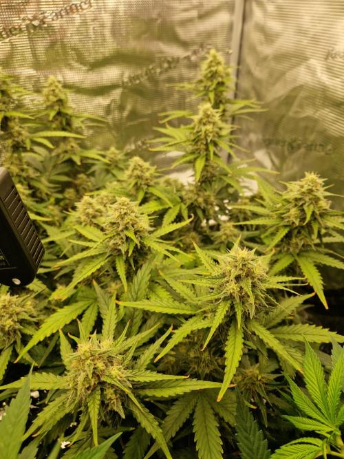 Girl Scout Cookies Auto. Week 9