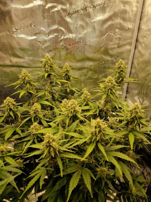Girl Scout Cookies Auto. Week 9