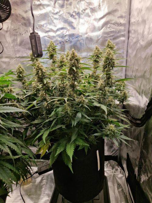 Girl Scout Cookies Auto. Week 9