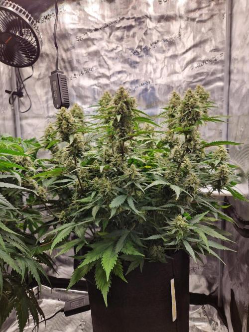 Girl Scout Cookies Auto. Week 9