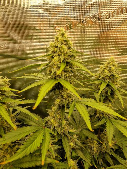 Girl Scout Cookies Auto. Week 9