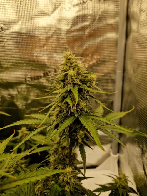 Girl Scout Cookies Auto. Week 9