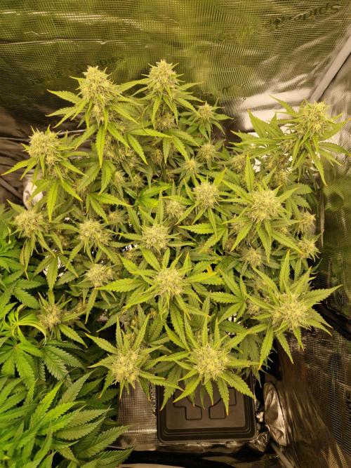Girl Scout Cookies Auto. Week 9