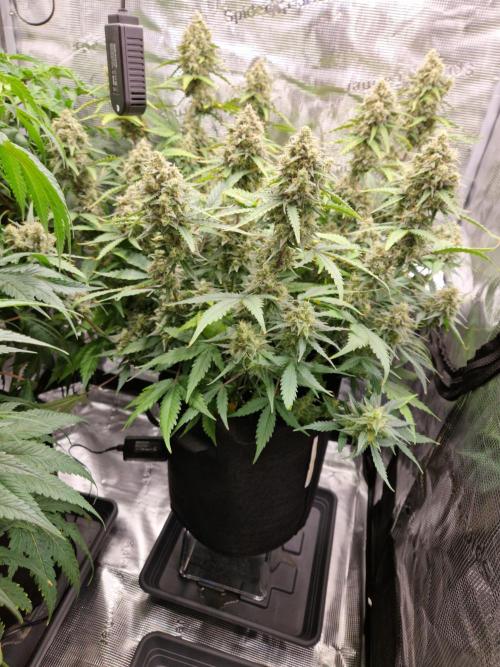 Girl Scout Cookies Auto. Week 10