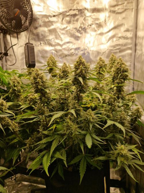 Girl Scout Cookies Auto. Week 10