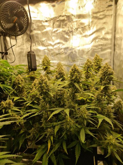 Girl Scout Cookies Auto. Week 10