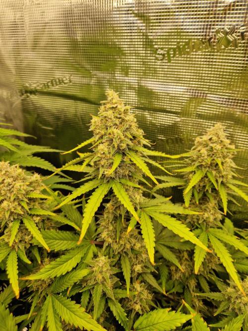 Girl Scout Cookies Auto. Week 10