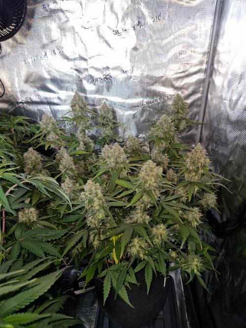 Girl Scout Cookies Auto. Week 10