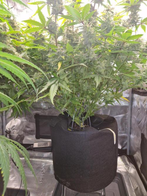 Girl Scout Cookies Auto. Week 10