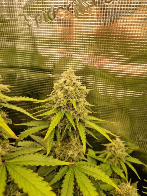 Girl Scout Cookies Auto. Week 10