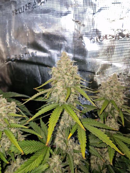 Girl Scout Cookies Auto. Week 10