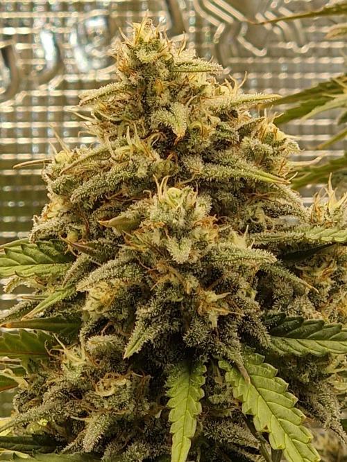 Girl Scout Cookies Auto. Week 10