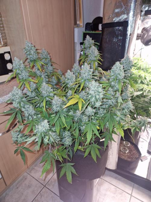Girl Scout Cookies Auto. Week 11