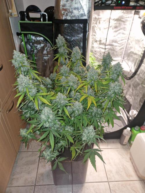 Girl Scout Cookies Auto. Week 11