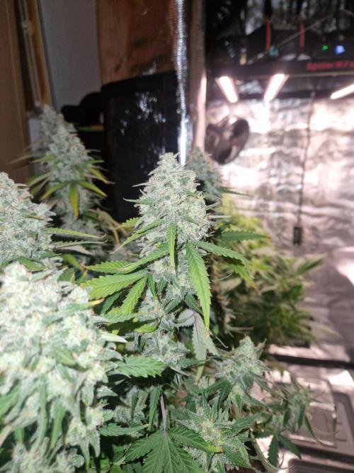Girl Scout Cookies Auto. Week 11