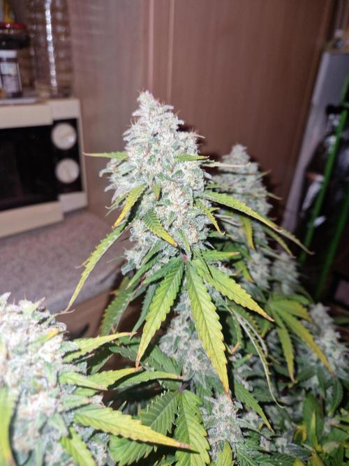 Girl Scout Cookies Auto. Week 11