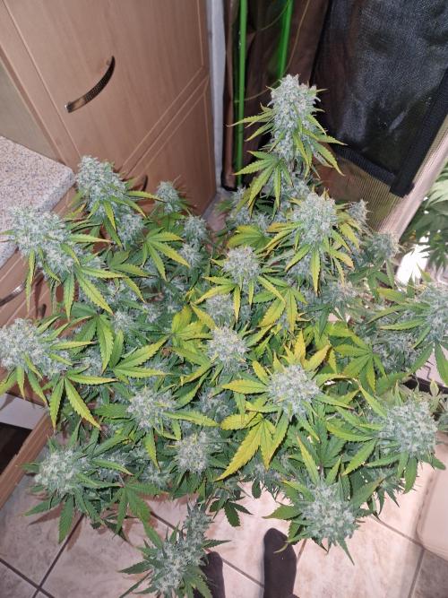 Girl Scout Cookies Auto. Week 11