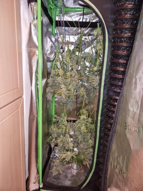 Girl Scout Cookies Auto. Week 11