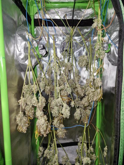Girl Scout Cookies Auto. Week 11