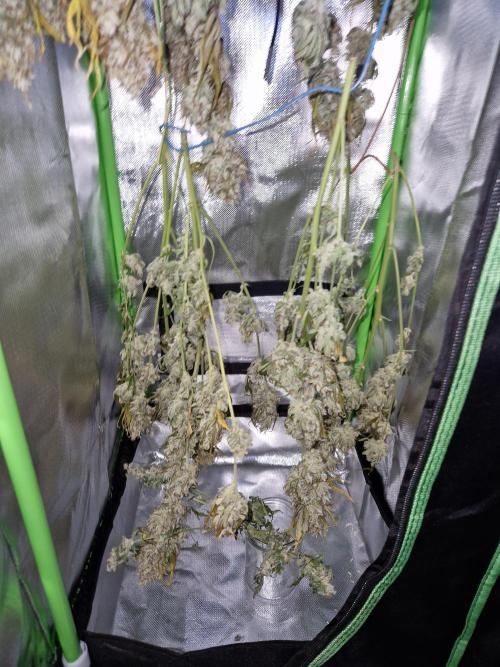 Girl Scout Cookies Auto. Week 11
