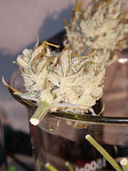 Girl Scout Cookies Auto. Week 11