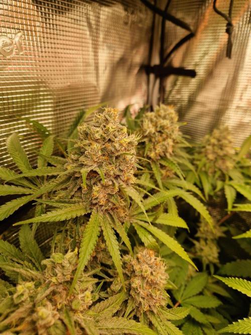 Green Gelato/Gelato Cookies/Isla Mirage. Week 13 - Green Gelato